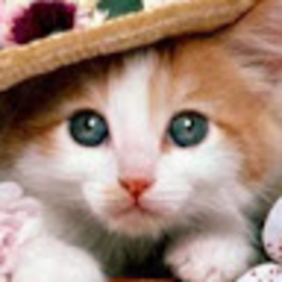 Meet your Posher, Elaine - Picture 1 of 1